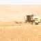 پیش‌بینی برداشت ۷۰ هزار تن گندم از مزارع شهرستان پارس‌آباد